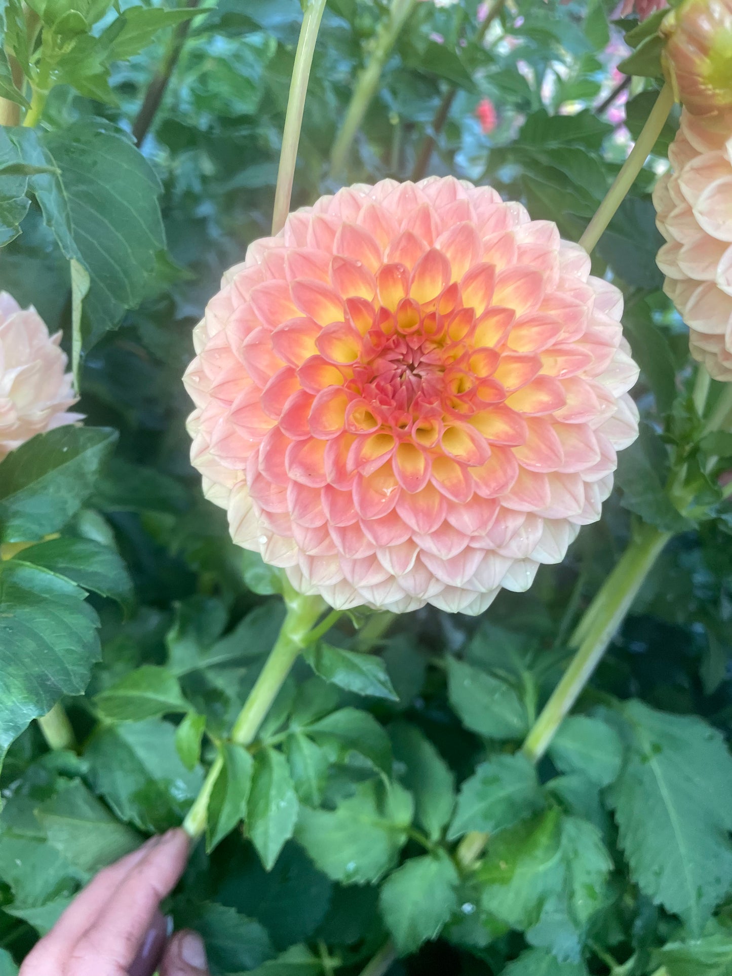 Blyton Softer Gleam Dahlia Tuber