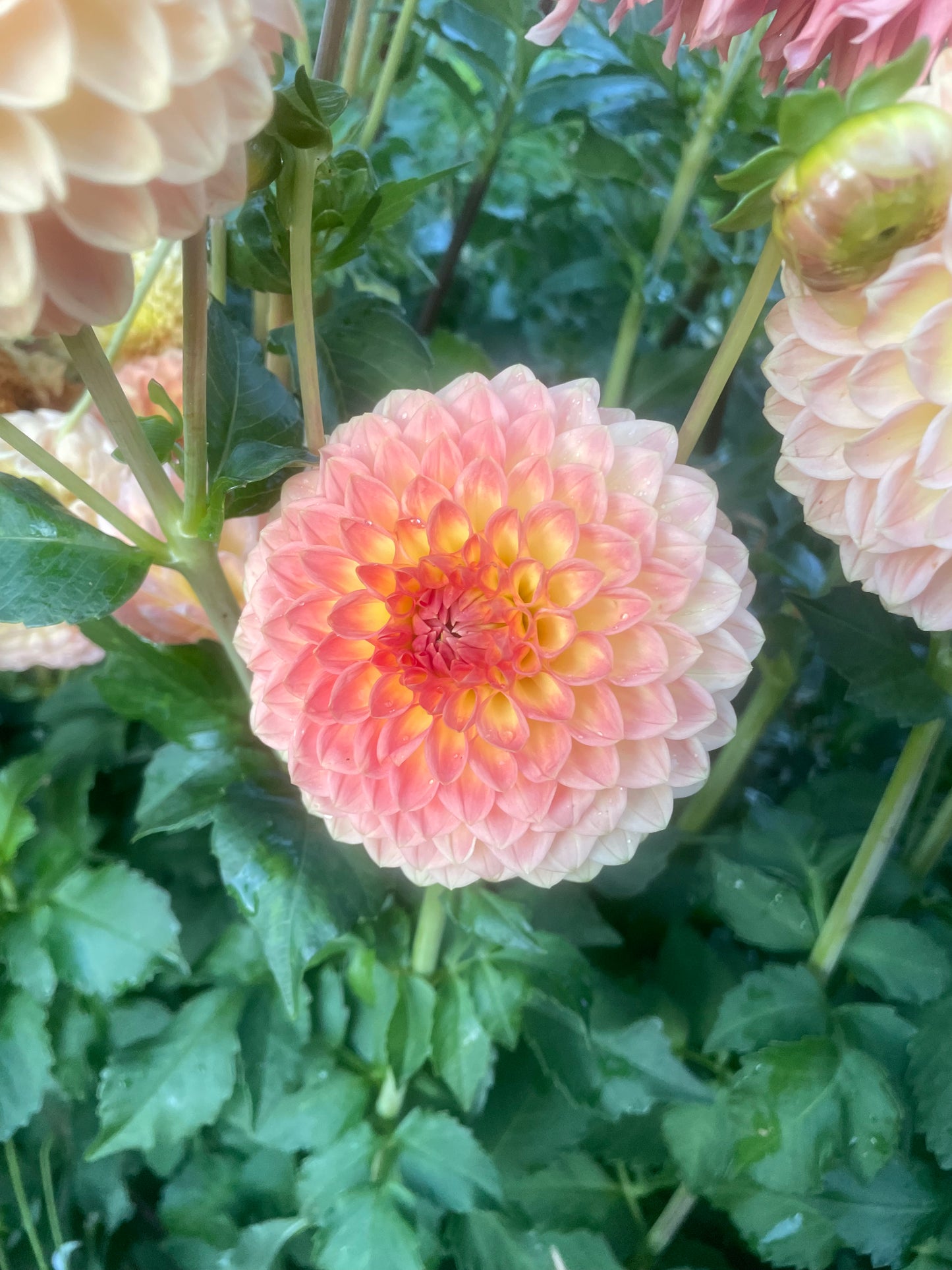 Blyton Softer Gleam Dahlia Tuber