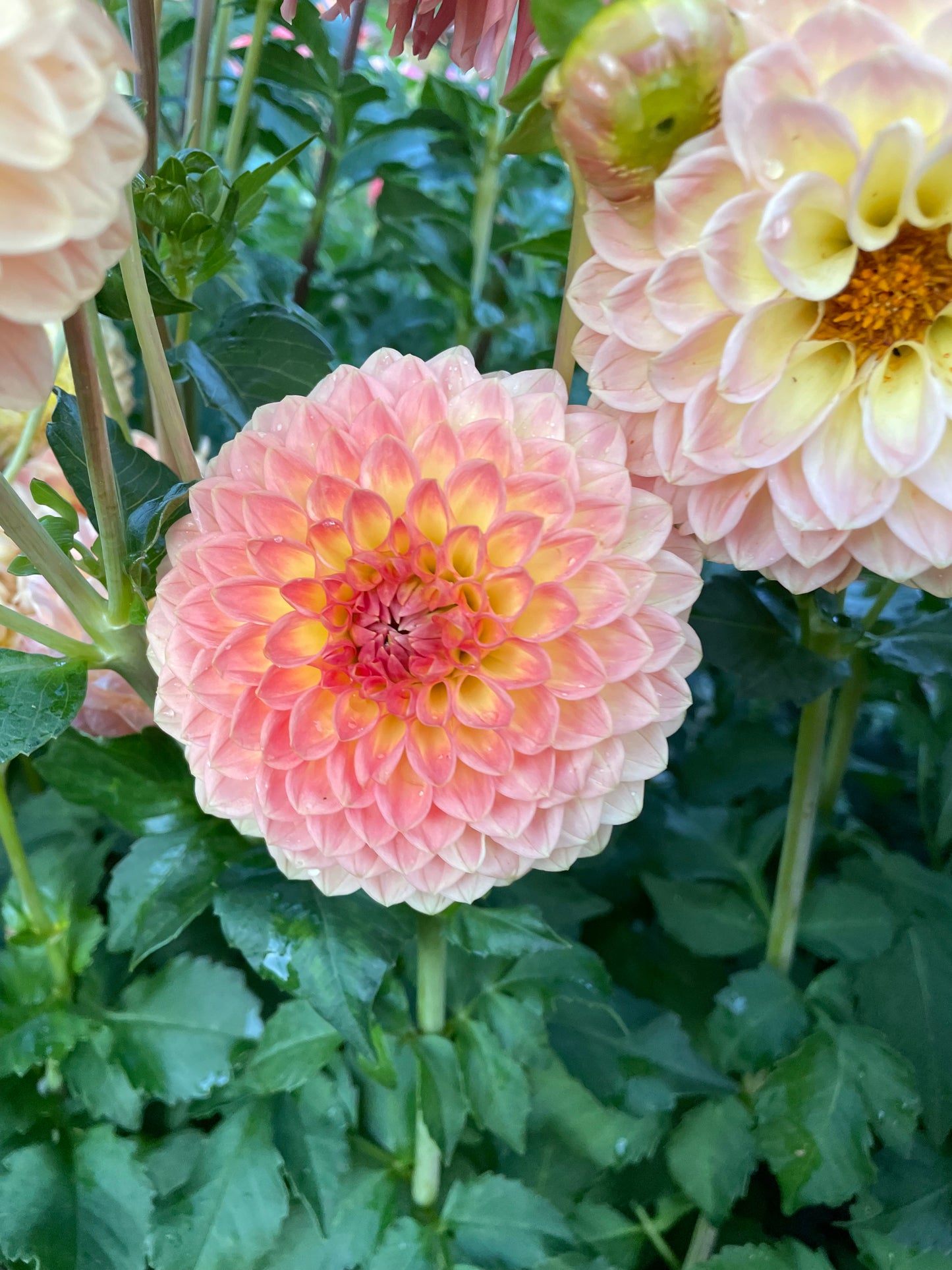 Blyton Softer Gleam Dahlia Tuber