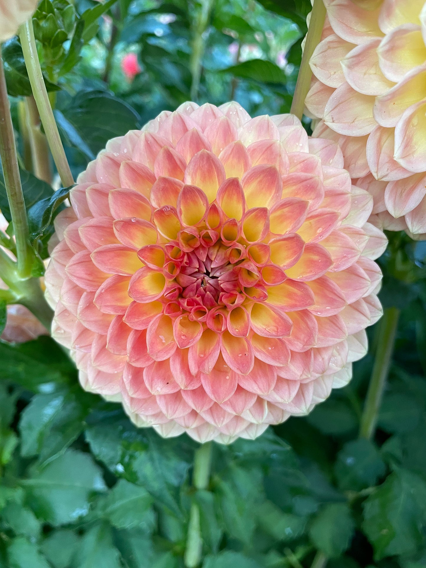 Blyton Softer Gleam Dahlia Tuber