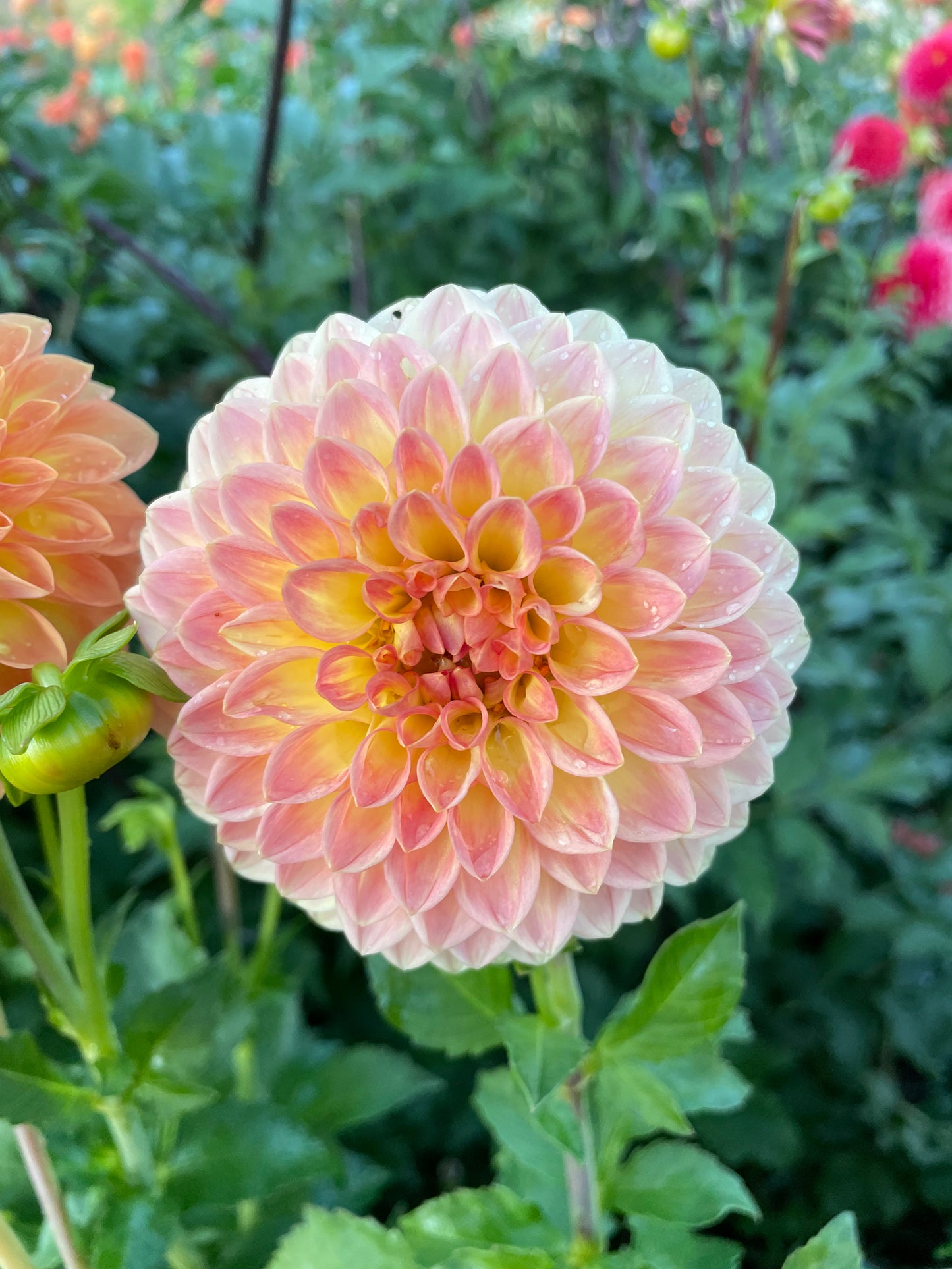 Blyton Softer Gleam Dahlia Tuber