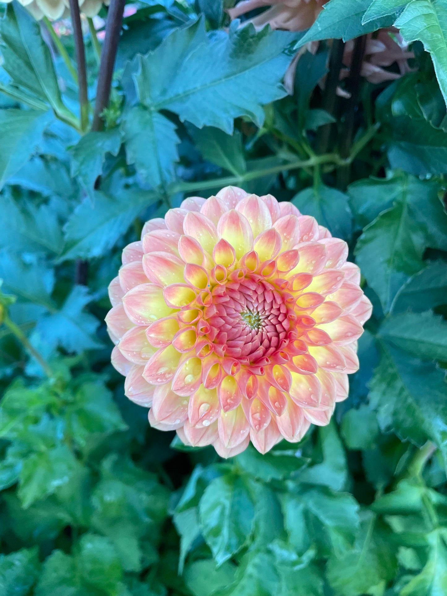 Blyton Softer Gleam Dahlia Tuber