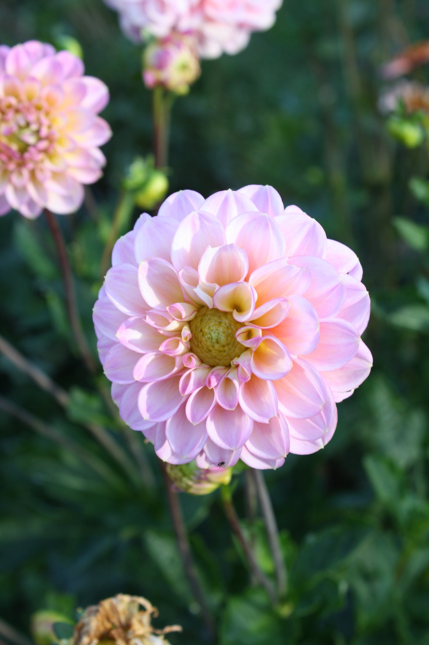 Foxy Lady Dahlia Tuber