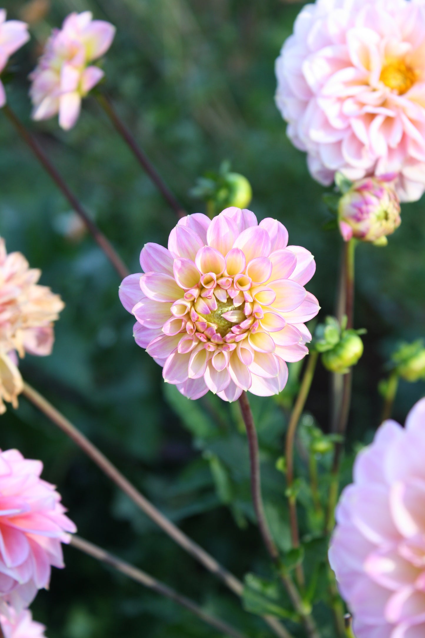 Foxy Lady Dahlia Tuber