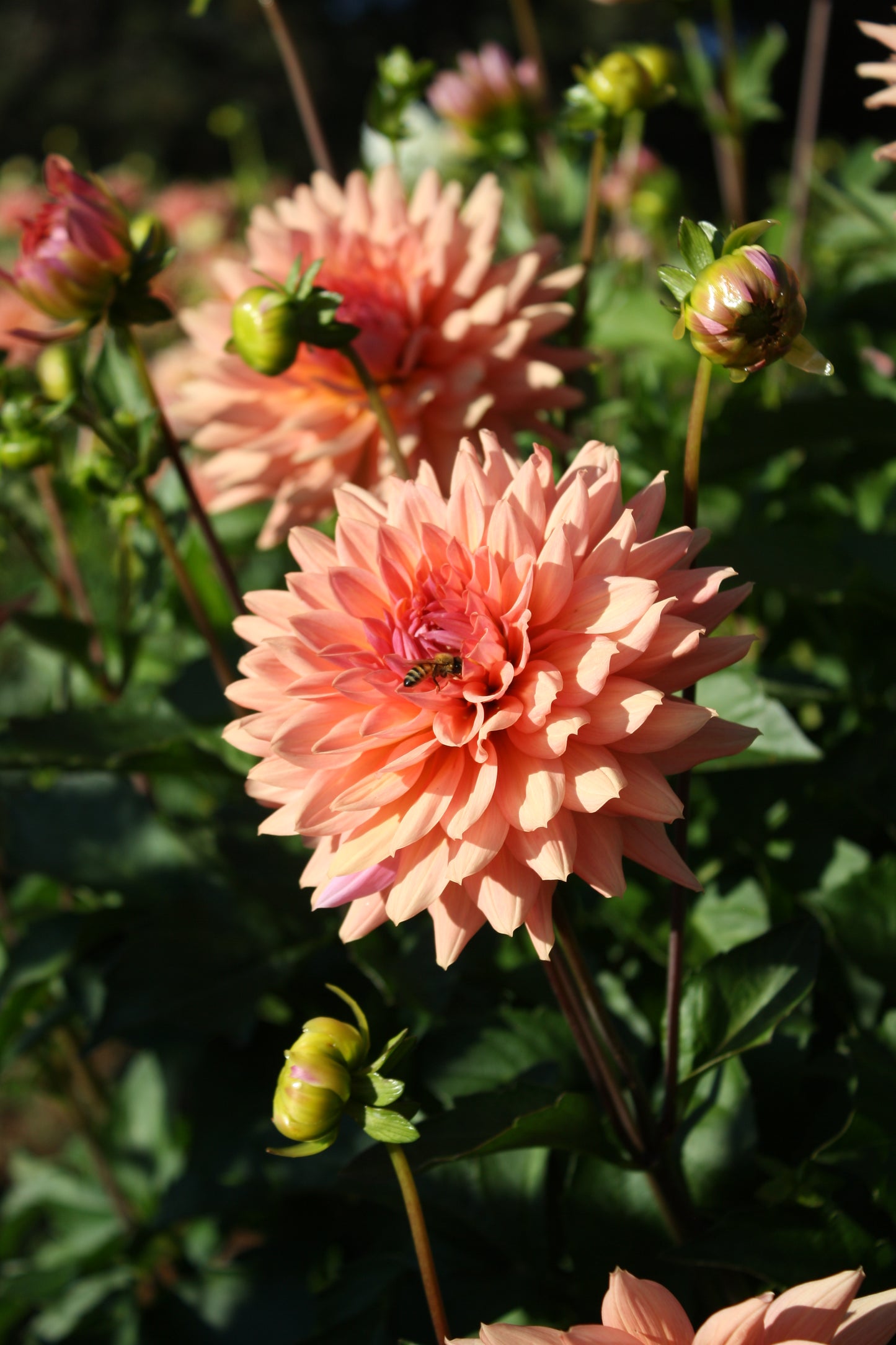 Preference Dahlia Tuber