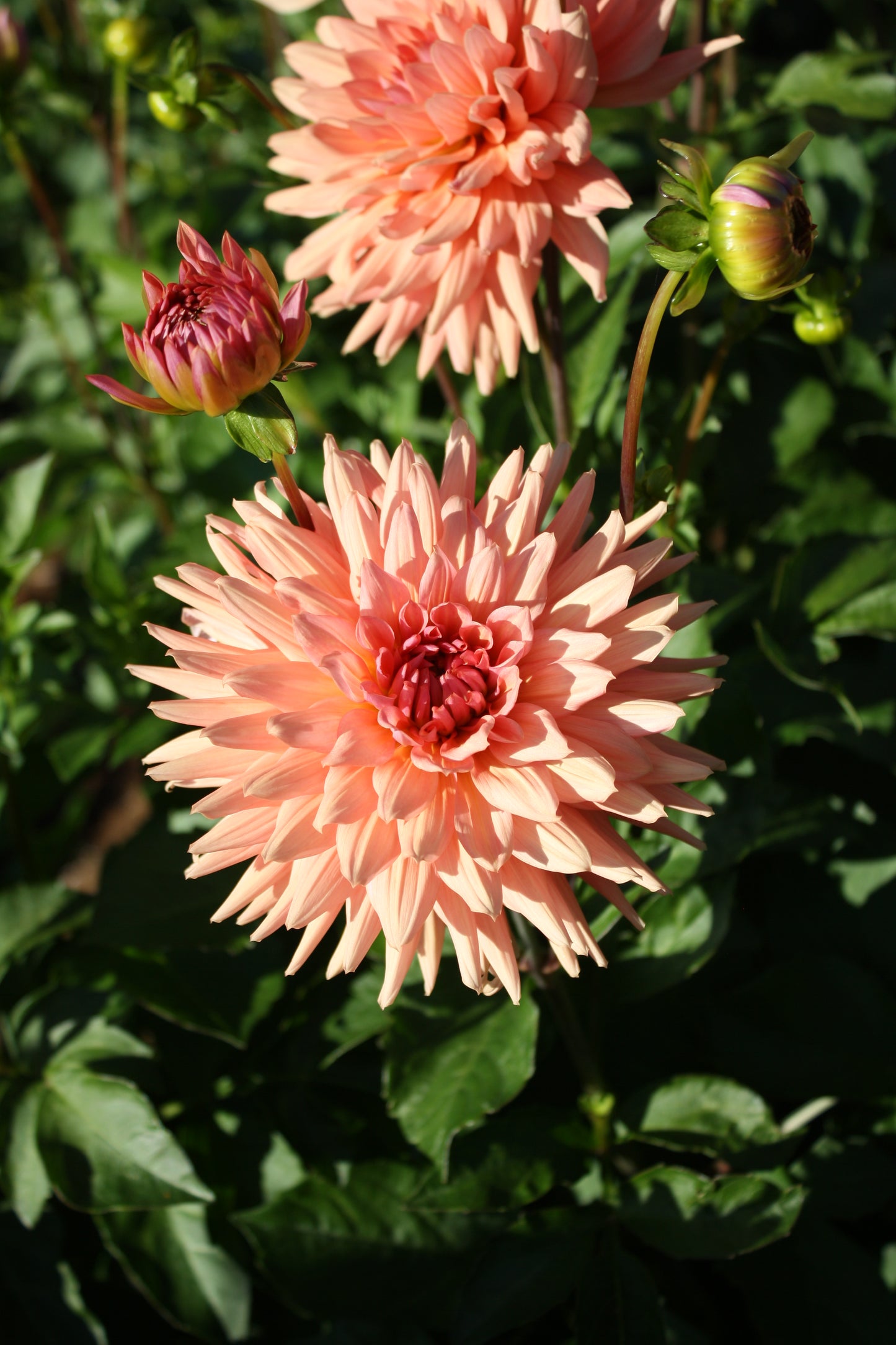 Preference Dahlia Tuber