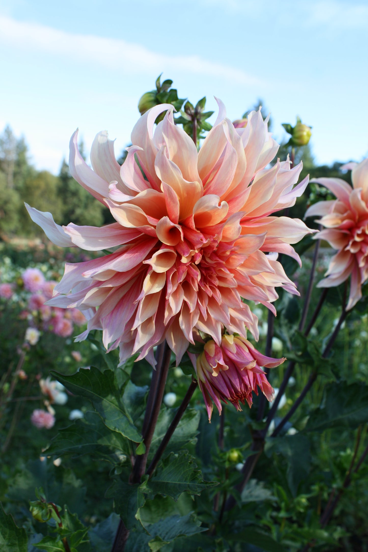 Labyrinth Dahlia Tuber