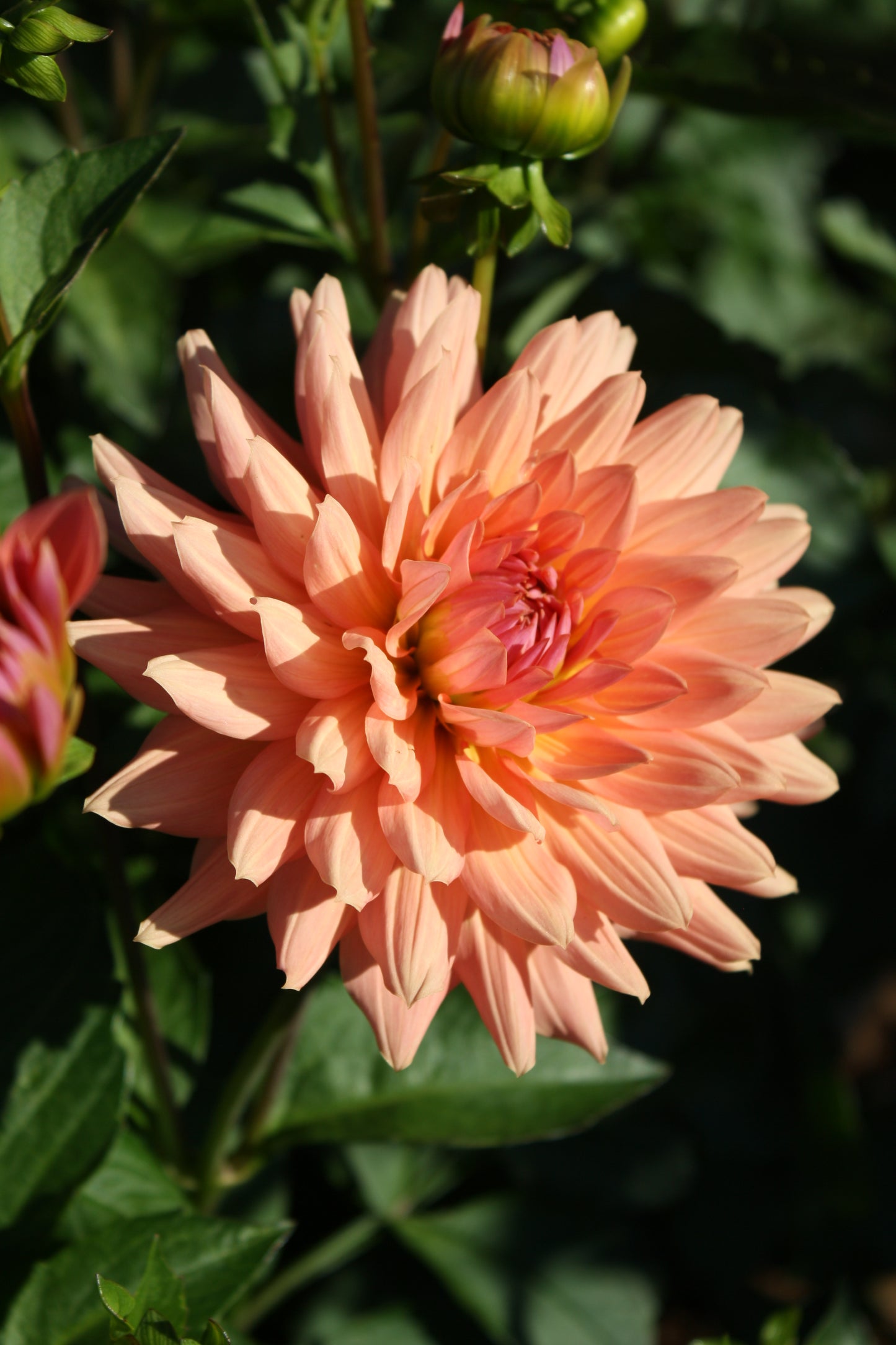 Preference Dahlia Tuber