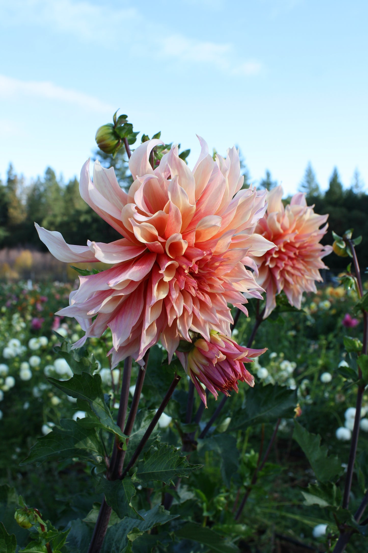 Labyrinth Dahlia Tuber