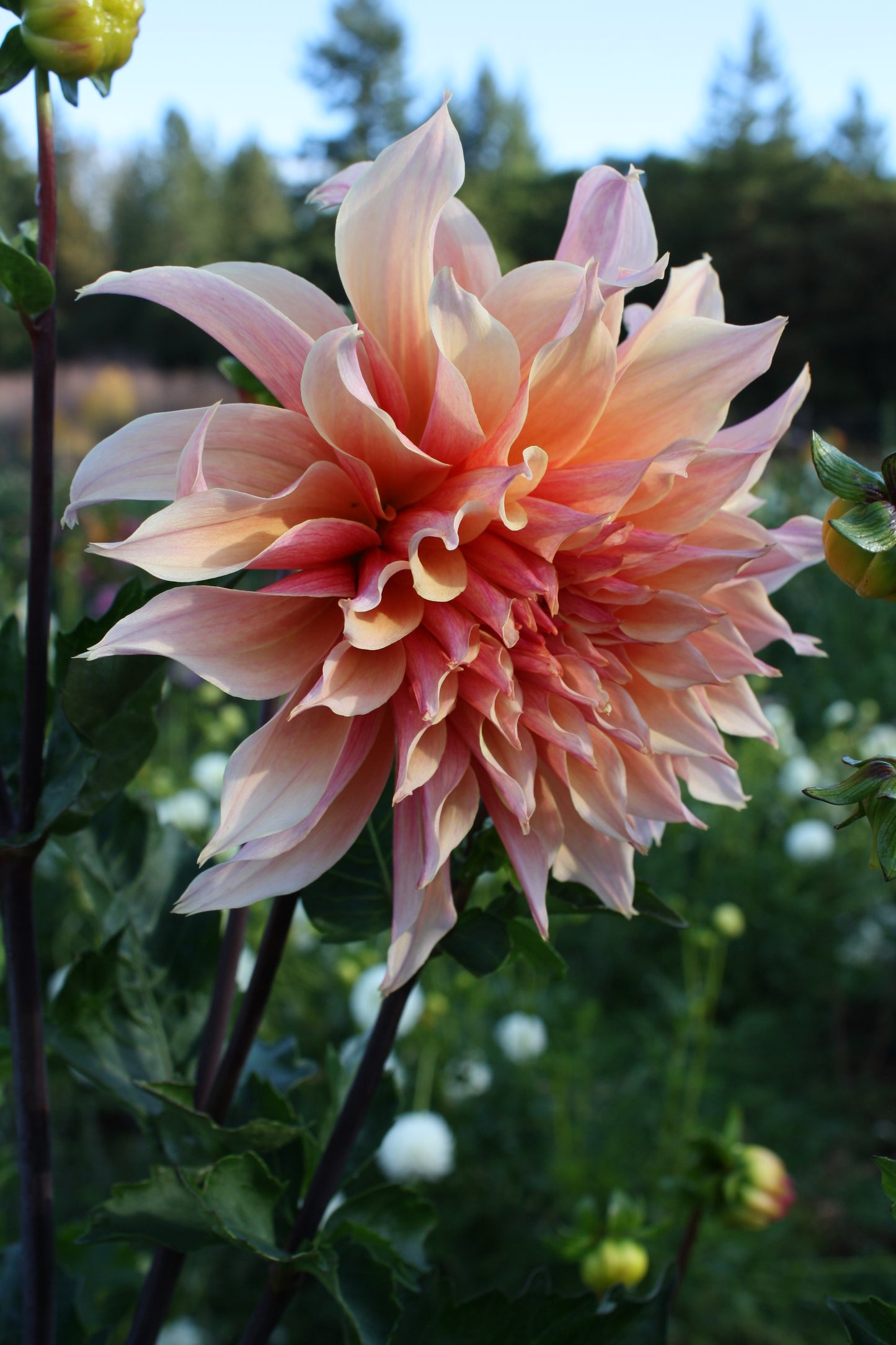 Labyrinth Dahlia Tuber