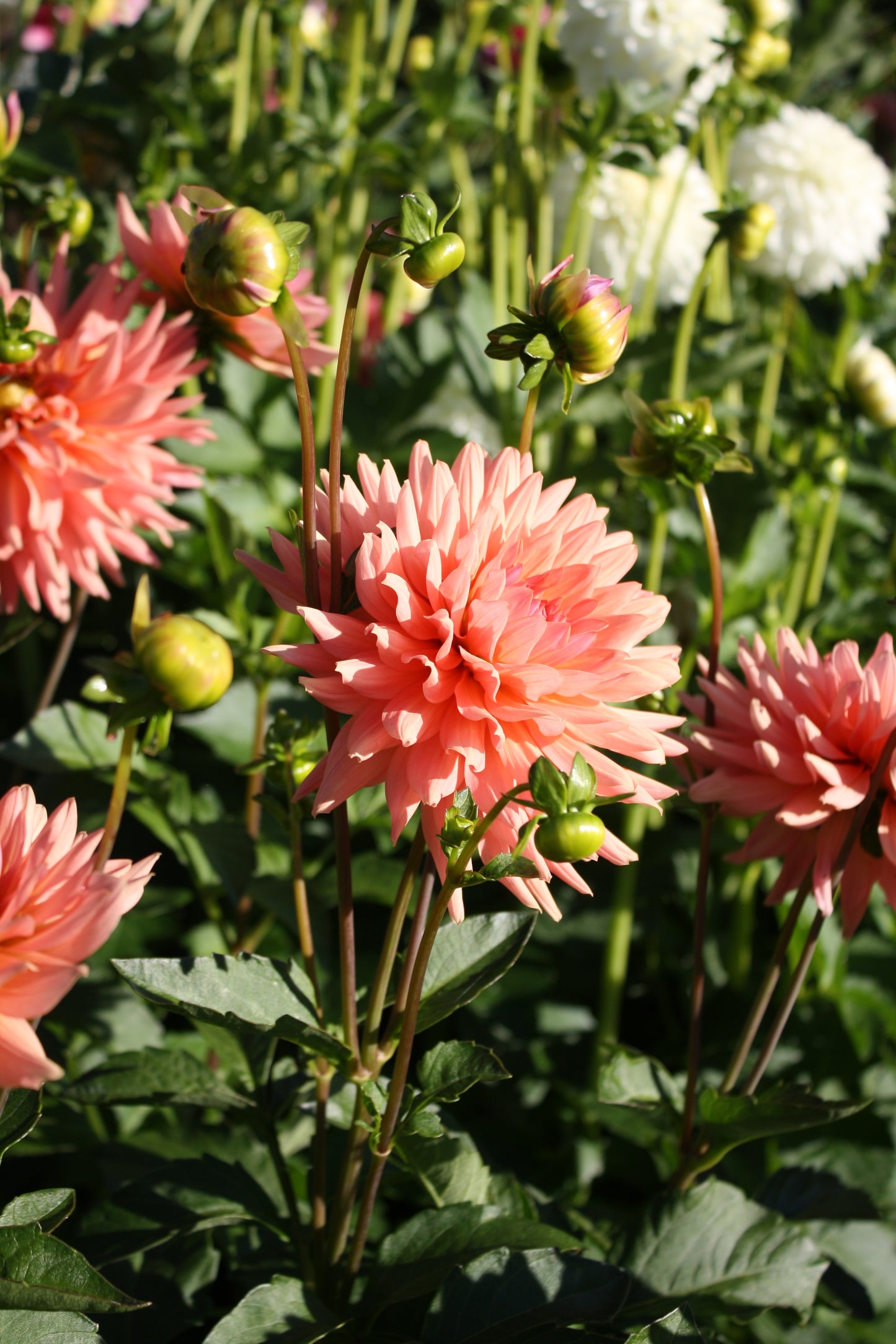 Preference Dahlia Tuber