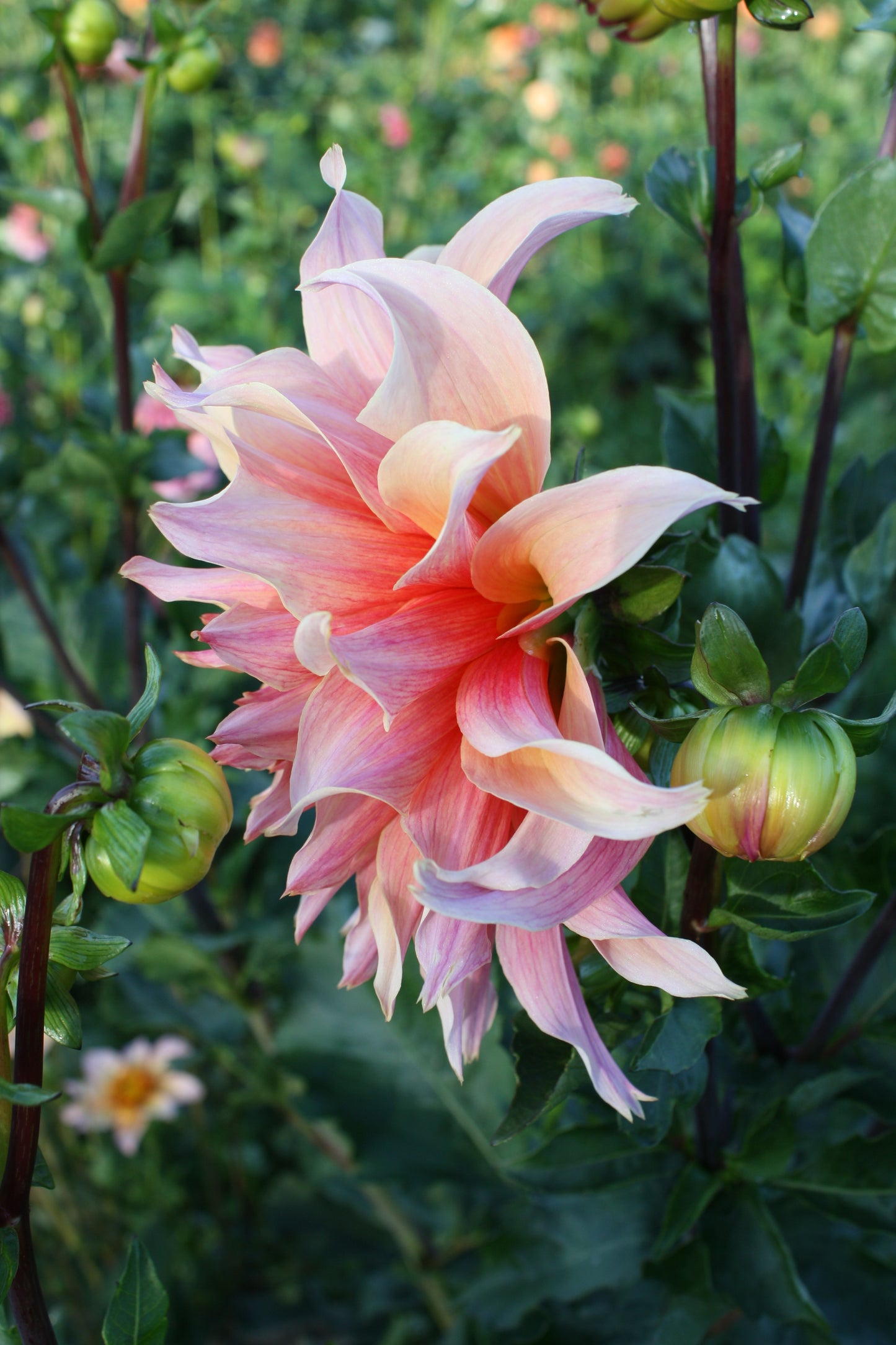 Labyrinth Dahlia Tuber