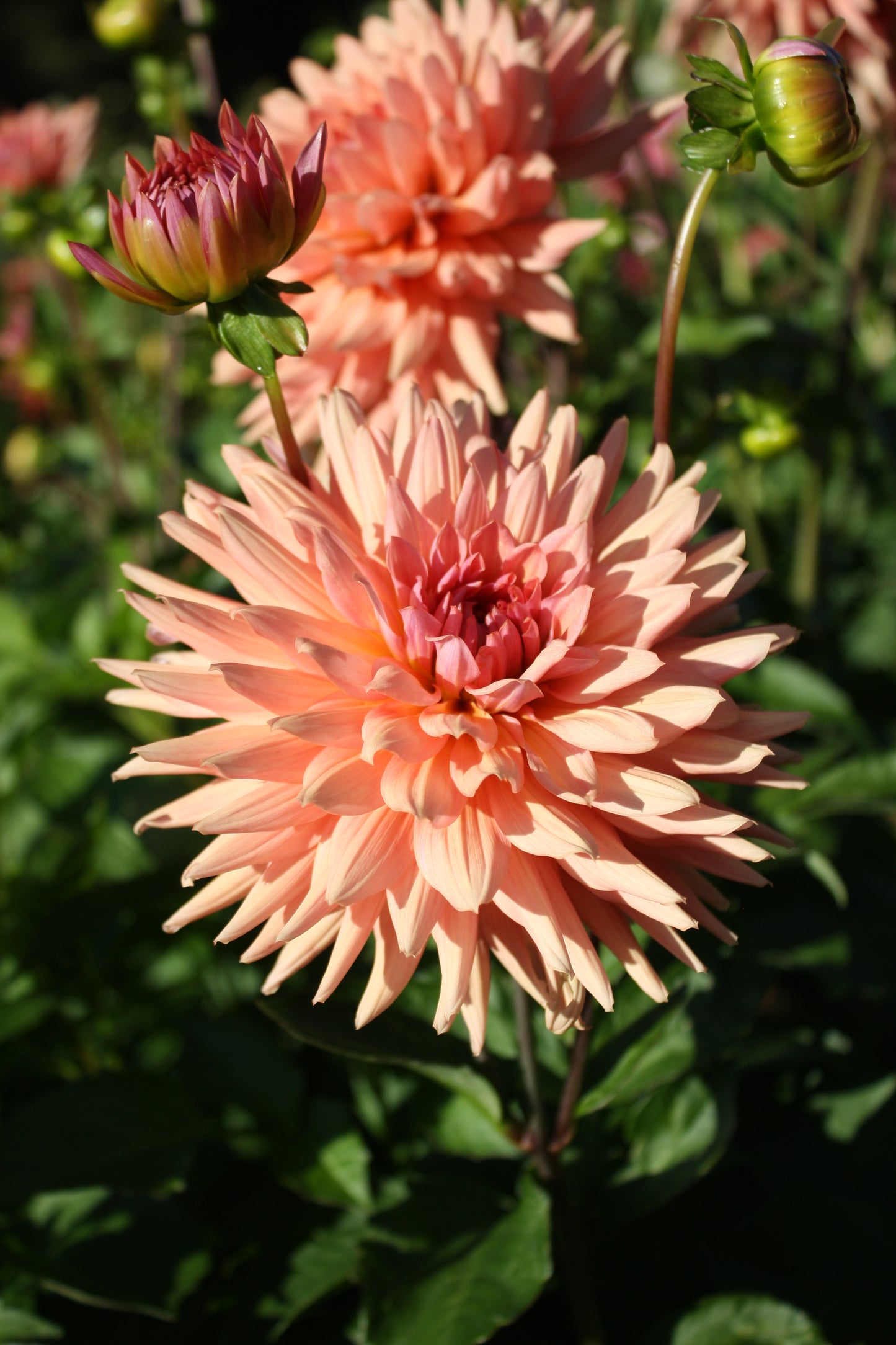Preference Dahlia Tuber