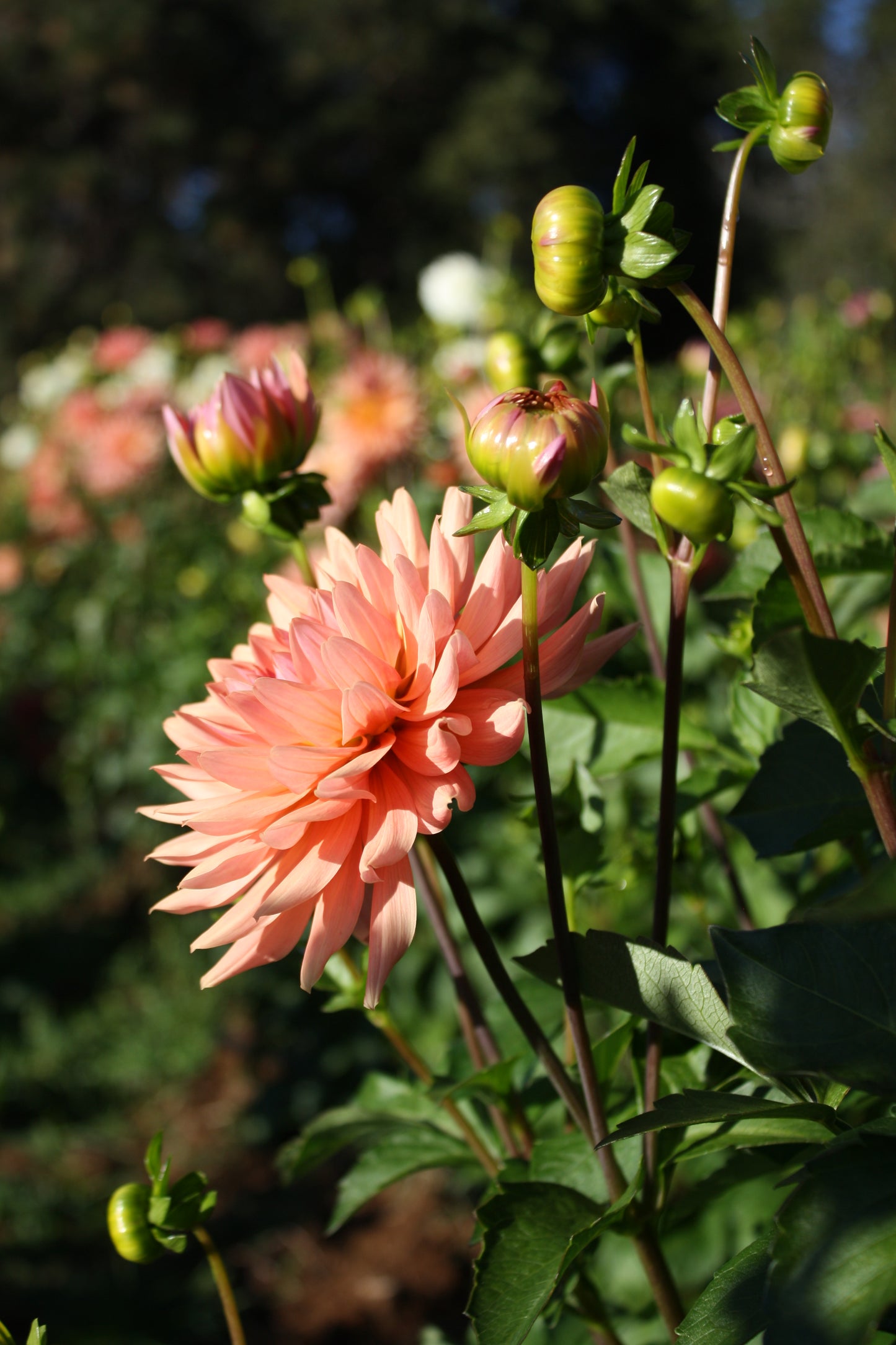 Preference Dahlia Tuber