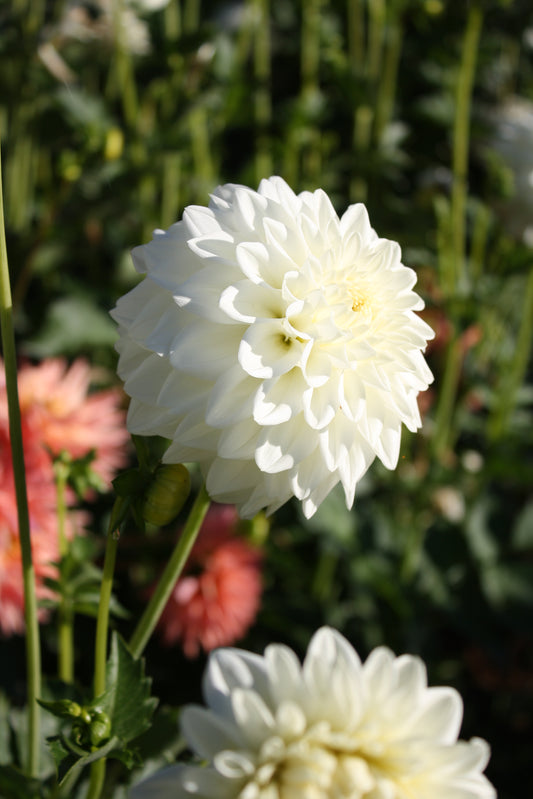 Blizzard Dahlia Tuber