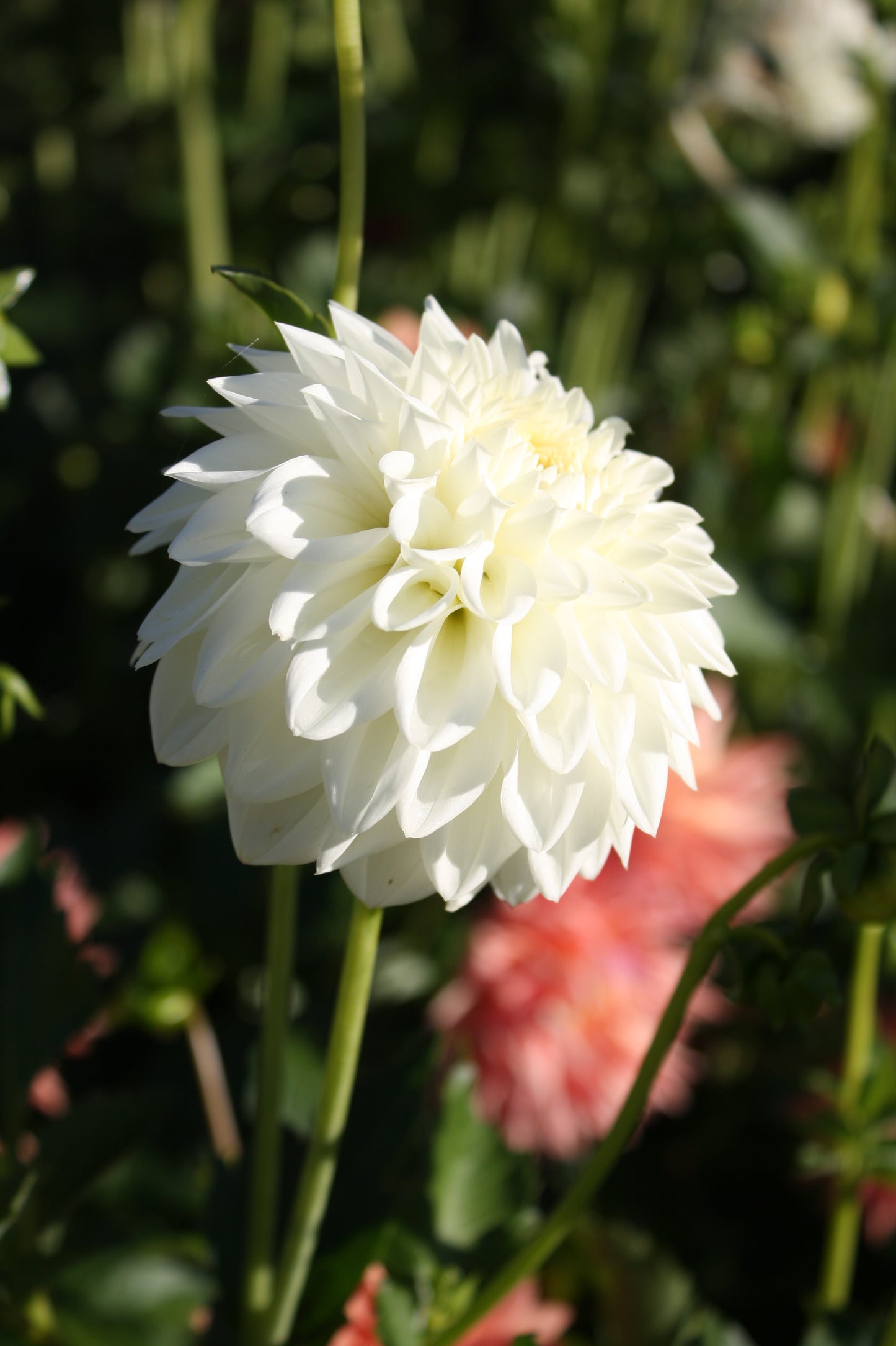 Blizzard Dahlia Tuber