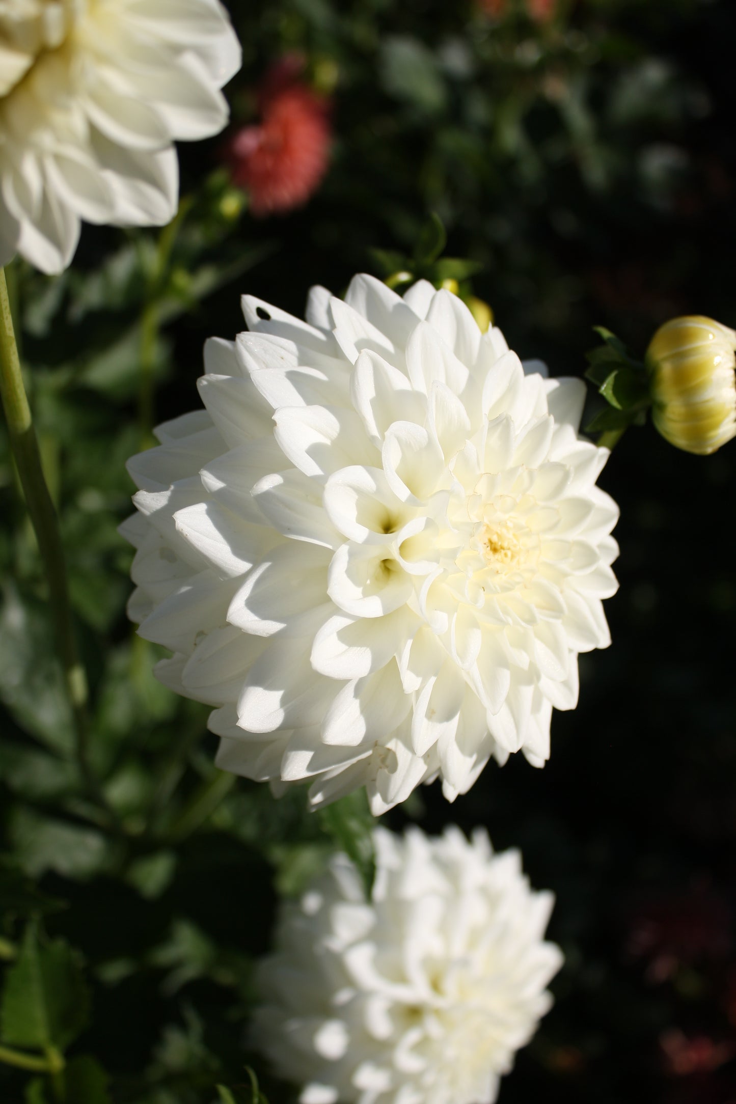 Blizzard Dahlia Tuber