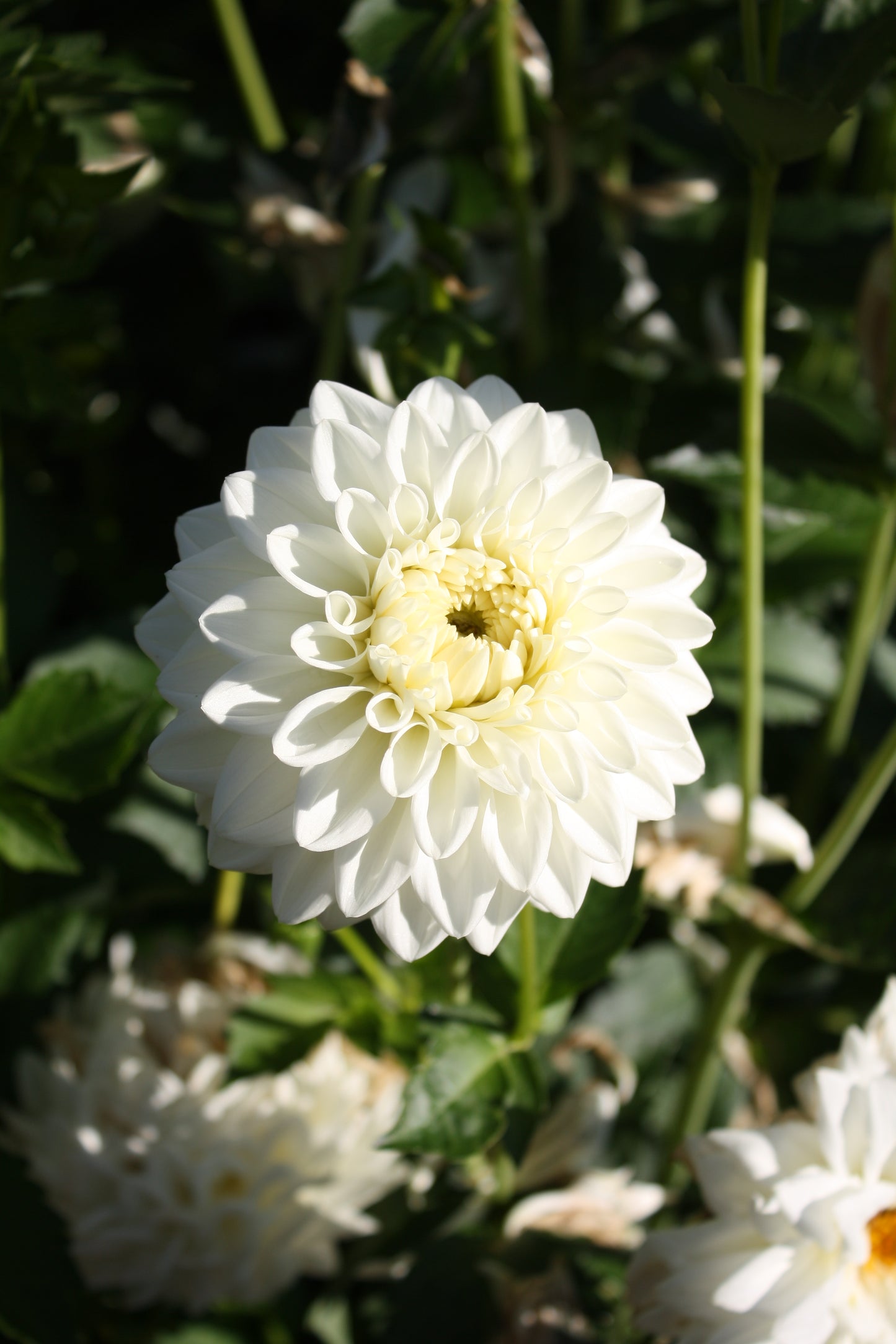 Blizzard Dahlia Tuber
