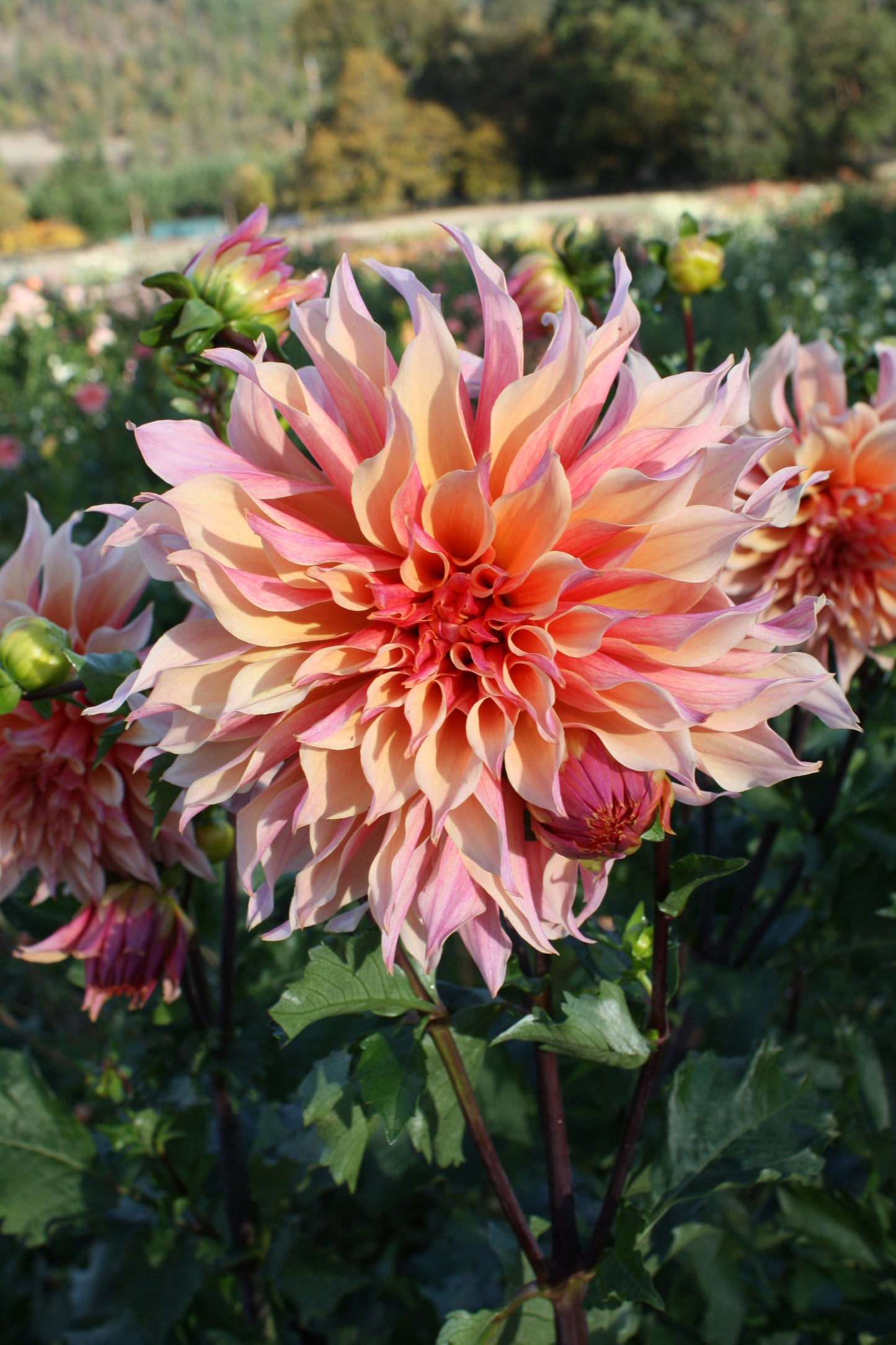 Labyrinth Dahlia Tuber