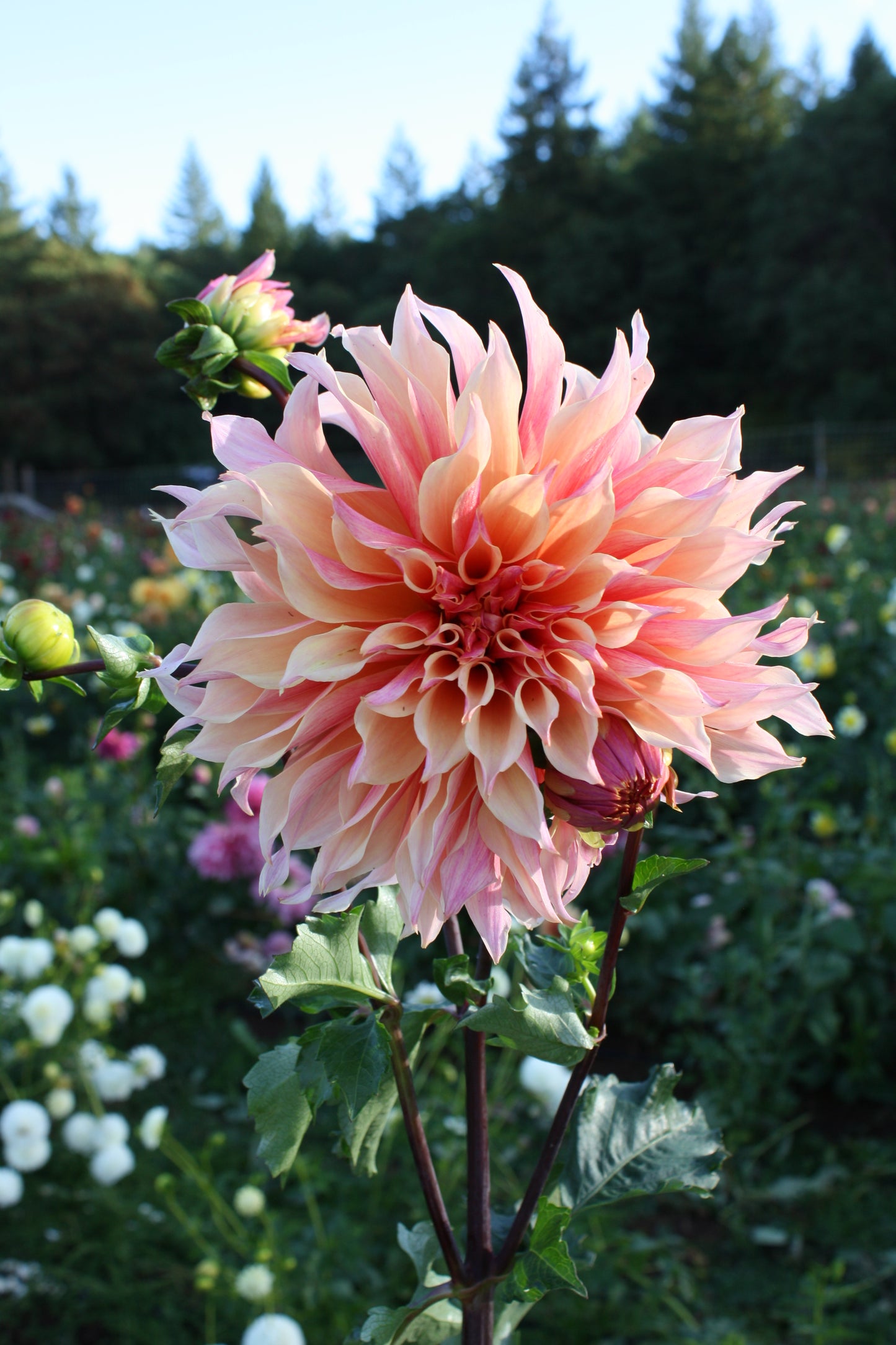 Labyrinth Dahlia Tuber
