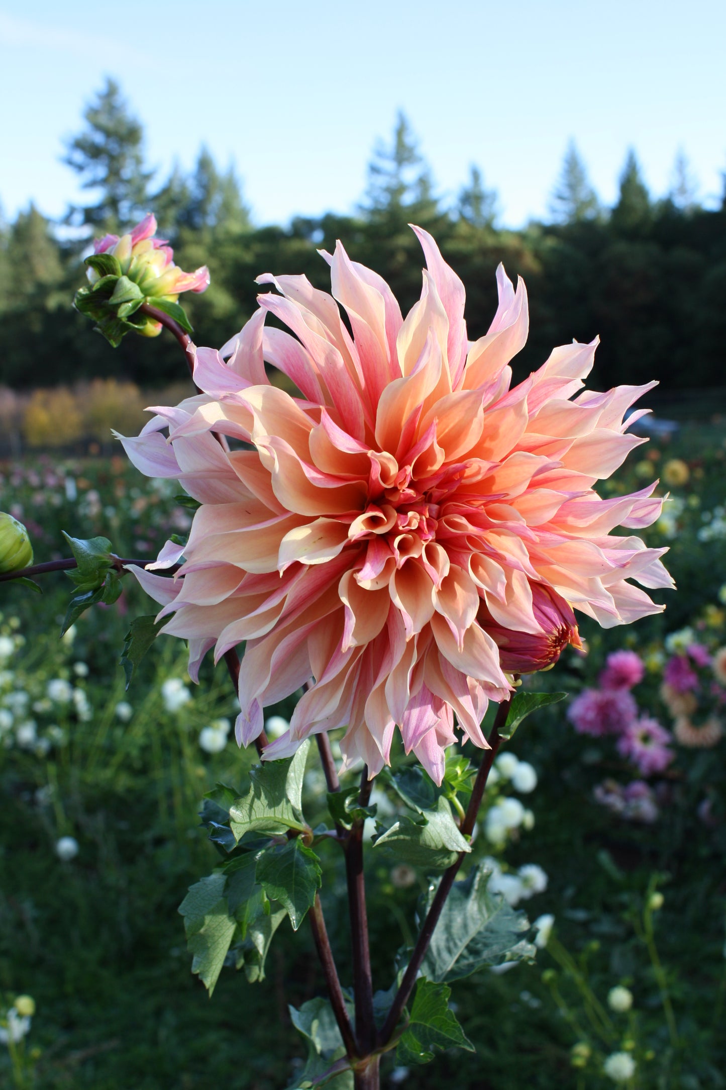 Labyrinth Dahlia Tuber
