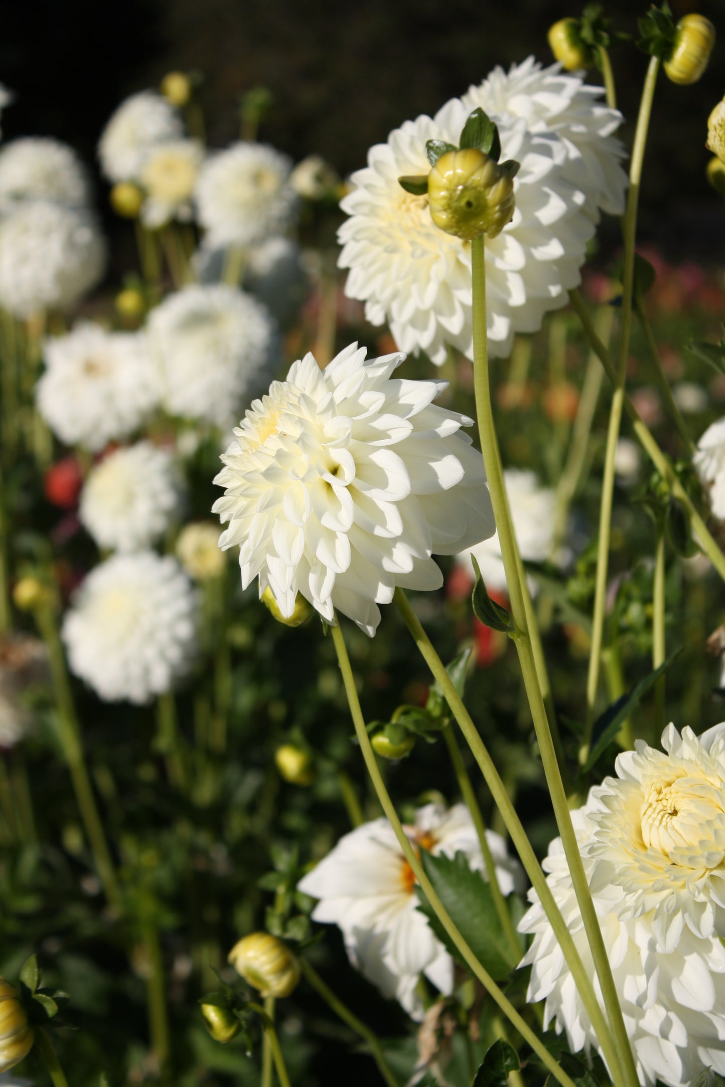 Blizzard Dahlia Tuber