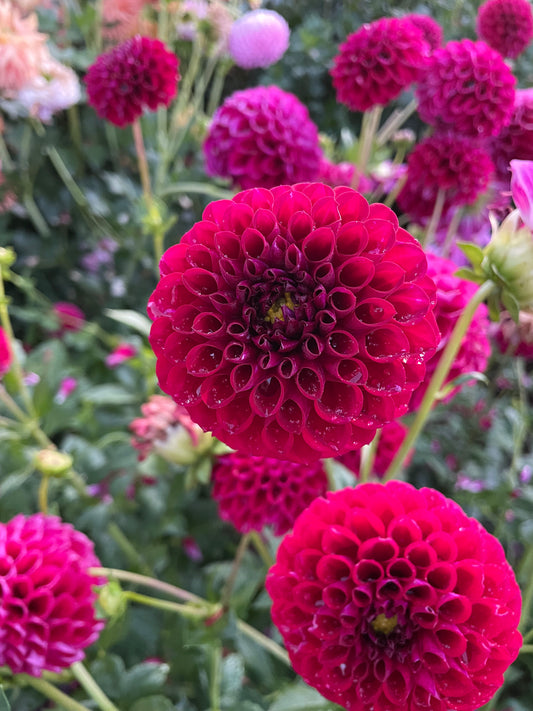 Ivanetti Dahlia Tuber