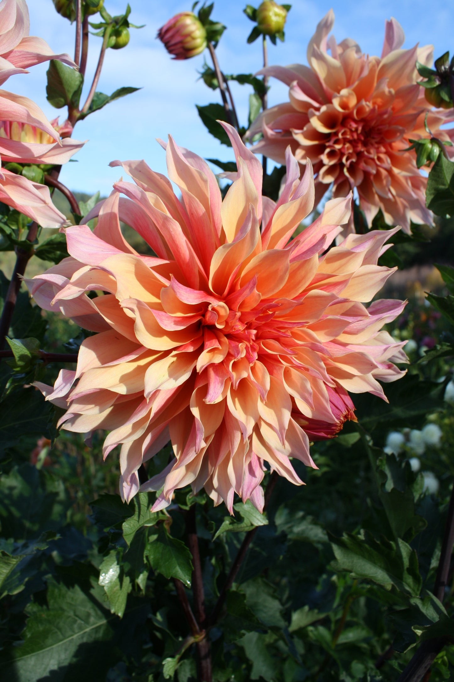 Labyrinth Dahlia Tuber