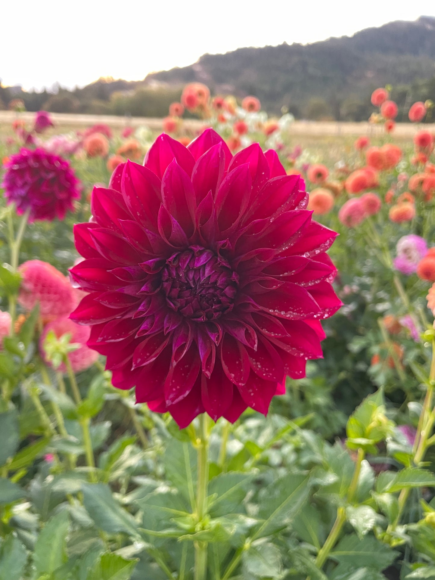 Diva Dahlia Tuber