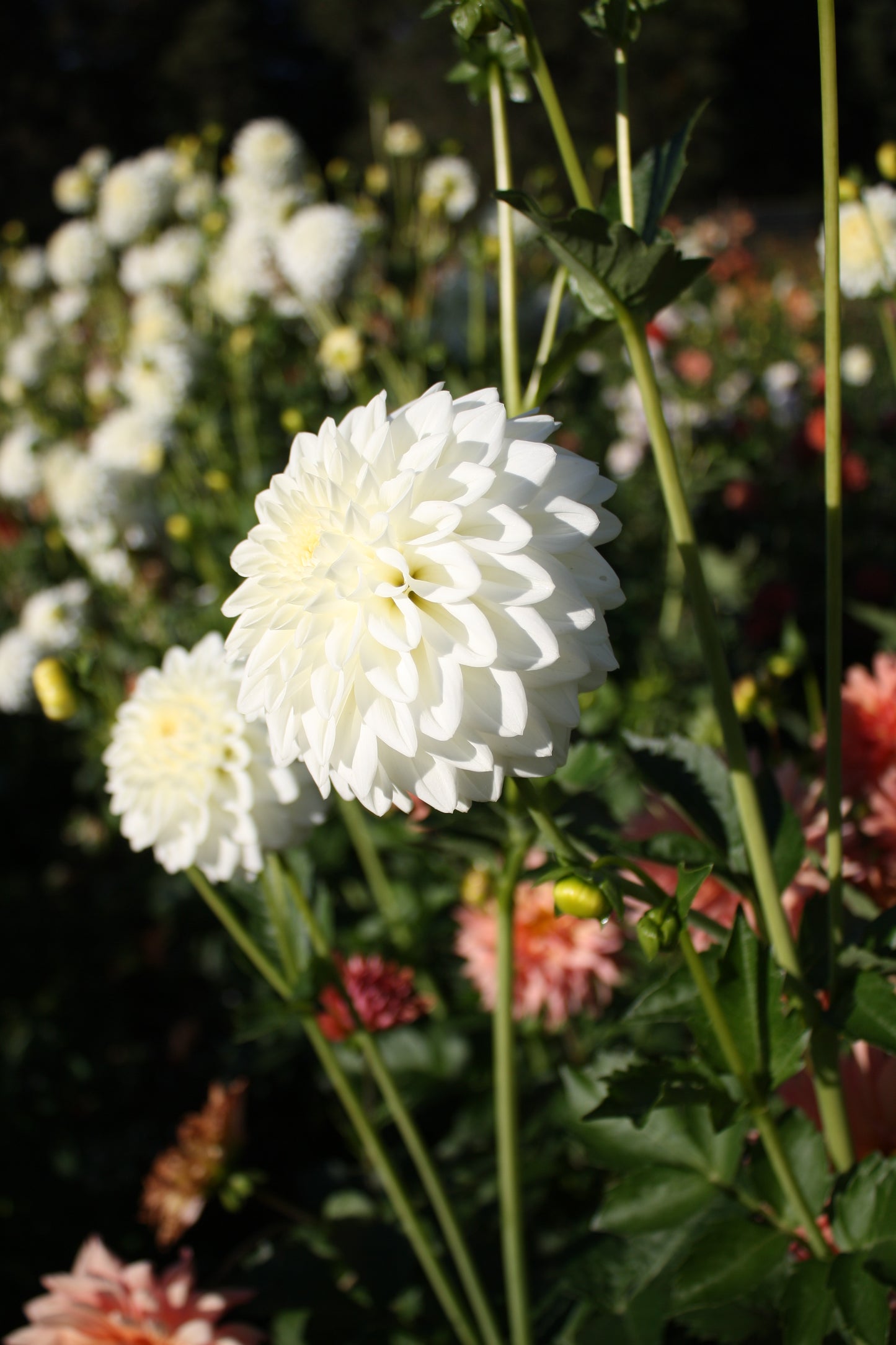 Blizzard Dahlia Tuber
