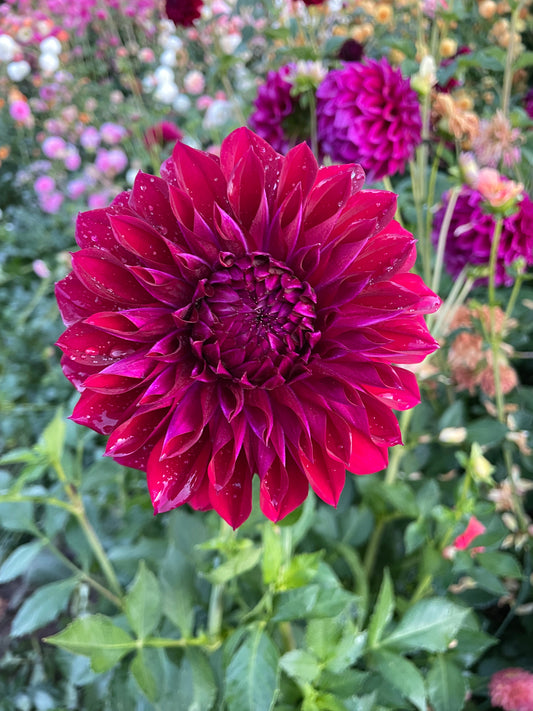 Diva Dahlia Tuber