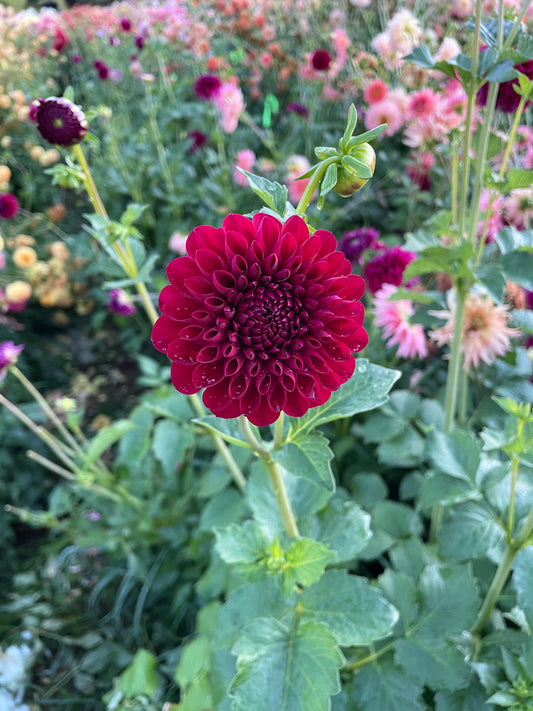 Jessie G Dahlia Tuber