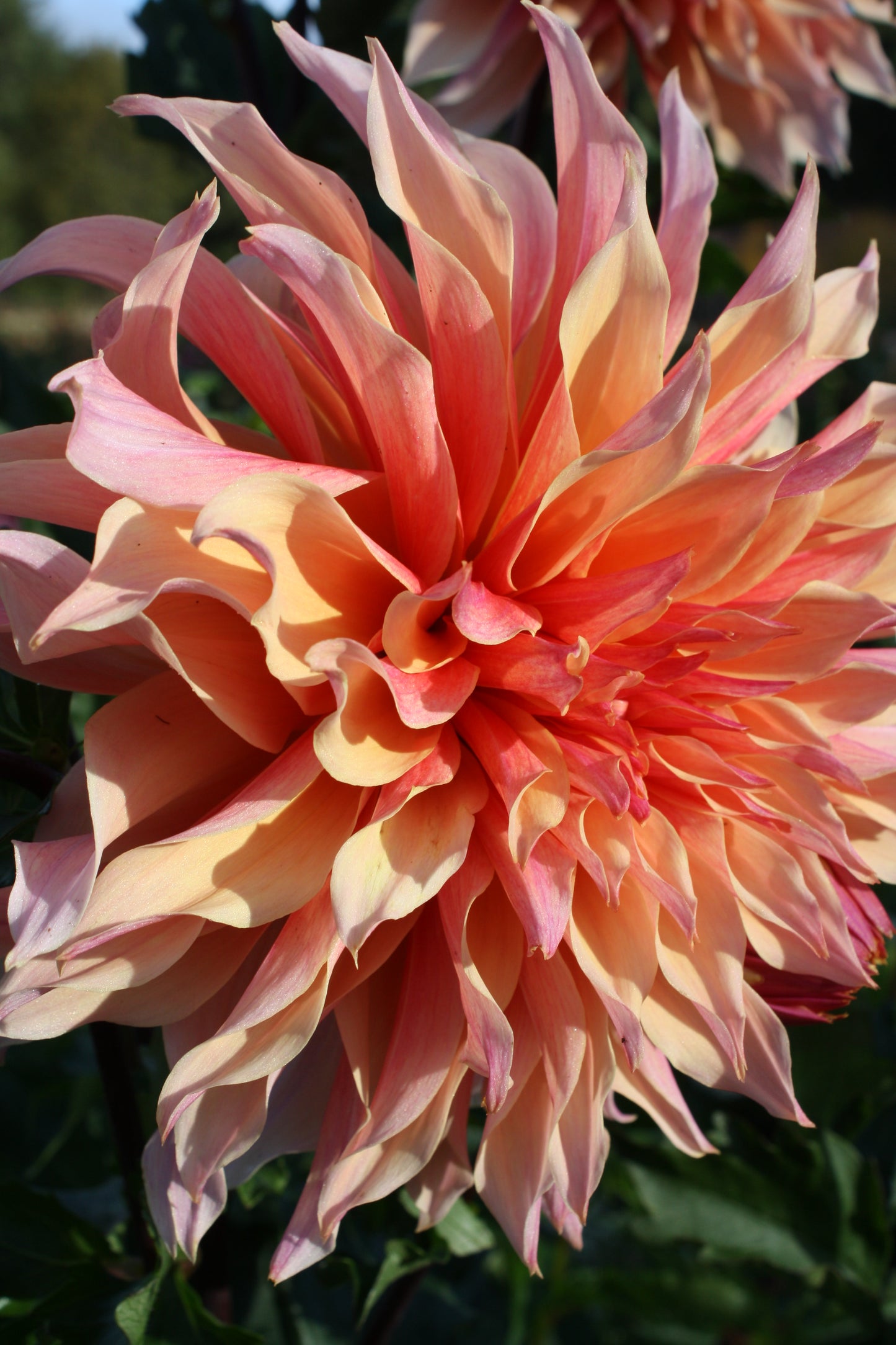 Labyrinth Dahlia Tuber