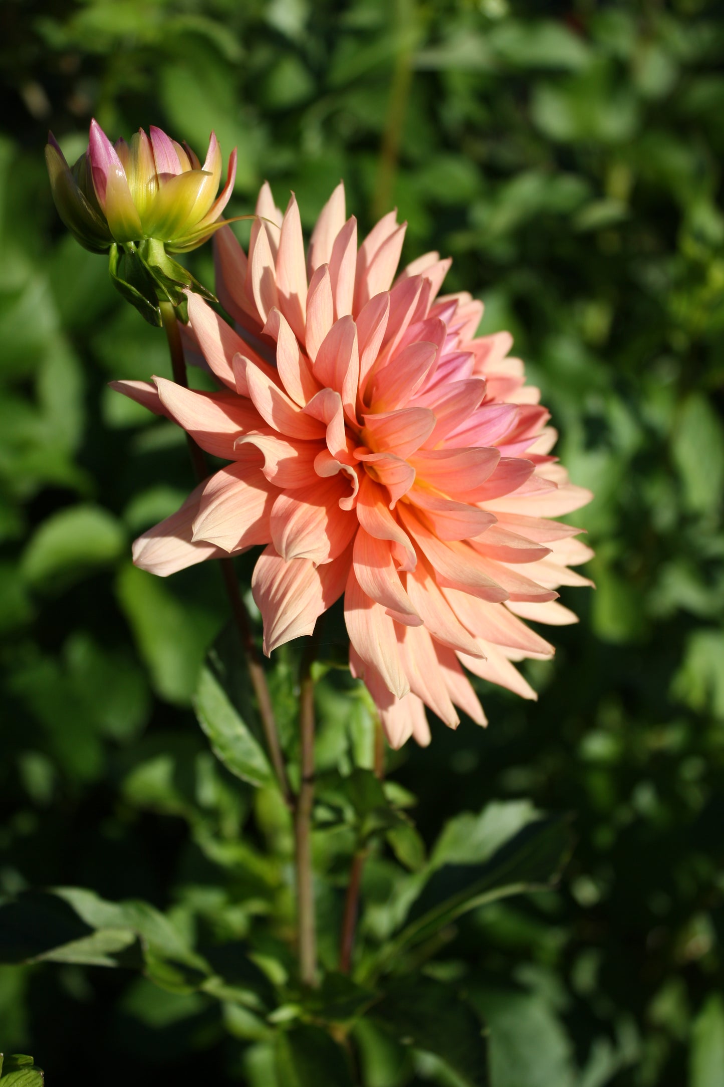 Preference Dahlia Tuber