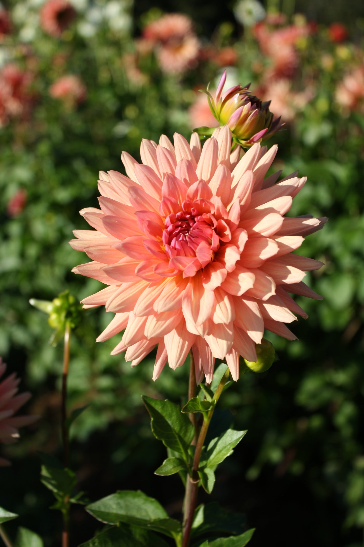Preference Dahlia Tuber
