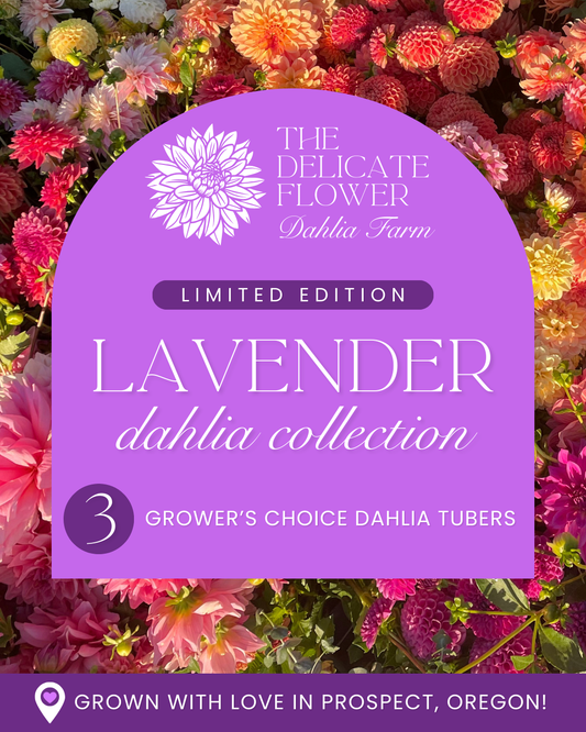 Grower's Choice Dahlia Tuber Collection - Lavender Mix