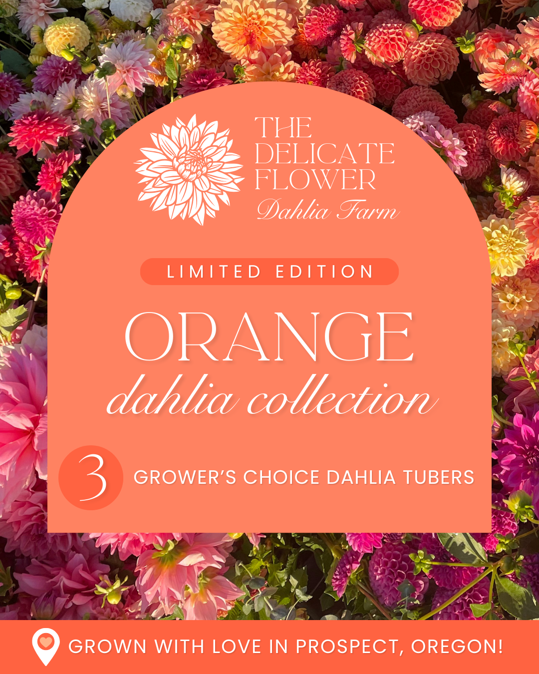 Grower's Choice Dahlia Tuber Collection - Orange Mix