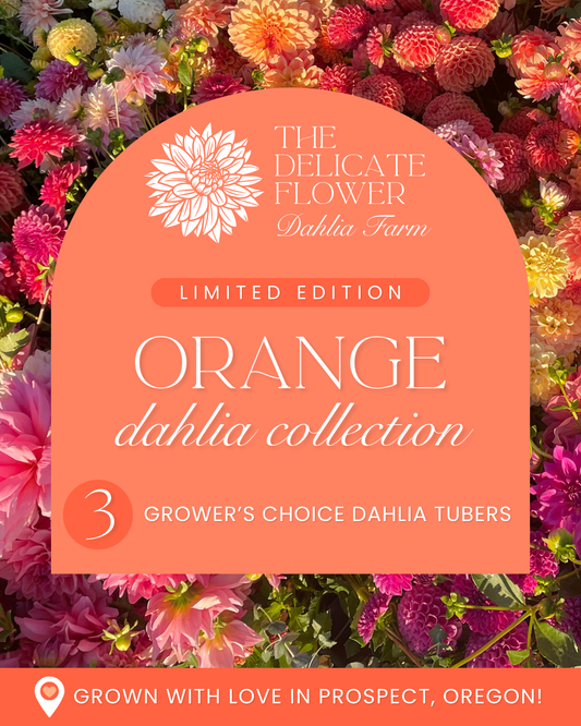 Grower's Choice Dahlia Tuber Collection - Orange Mix