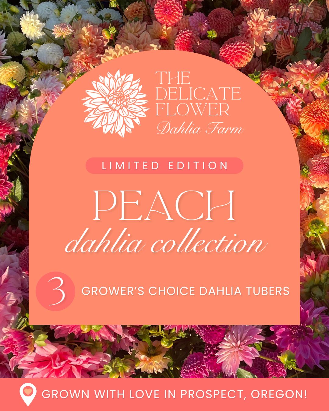 Grower's Choice Dahlia Tuber Collection - Peach Mix