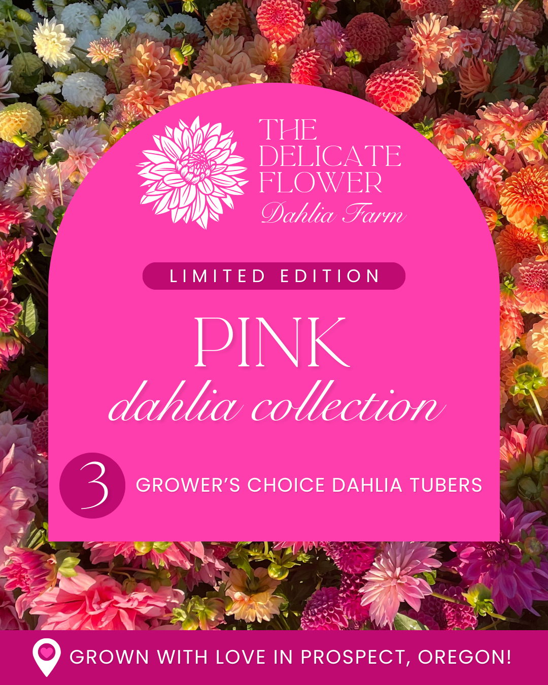 Grower's Choice Dahlia Tuber Collection - Pink Mix