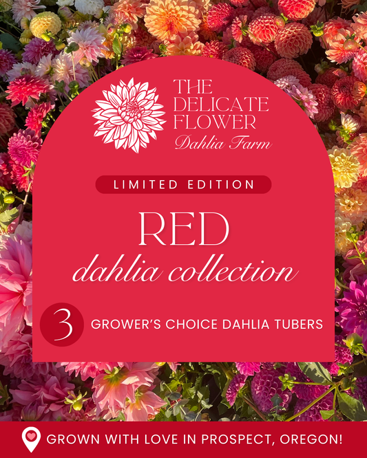 Grower's Choice Dahlia Tuber Collection - Red Mix