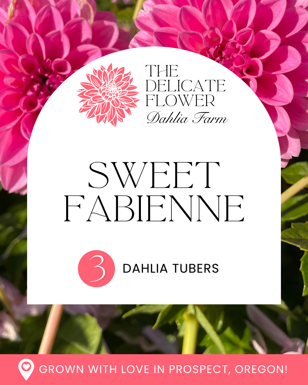 (3) Sweet Fabienne Dahlia Tubers