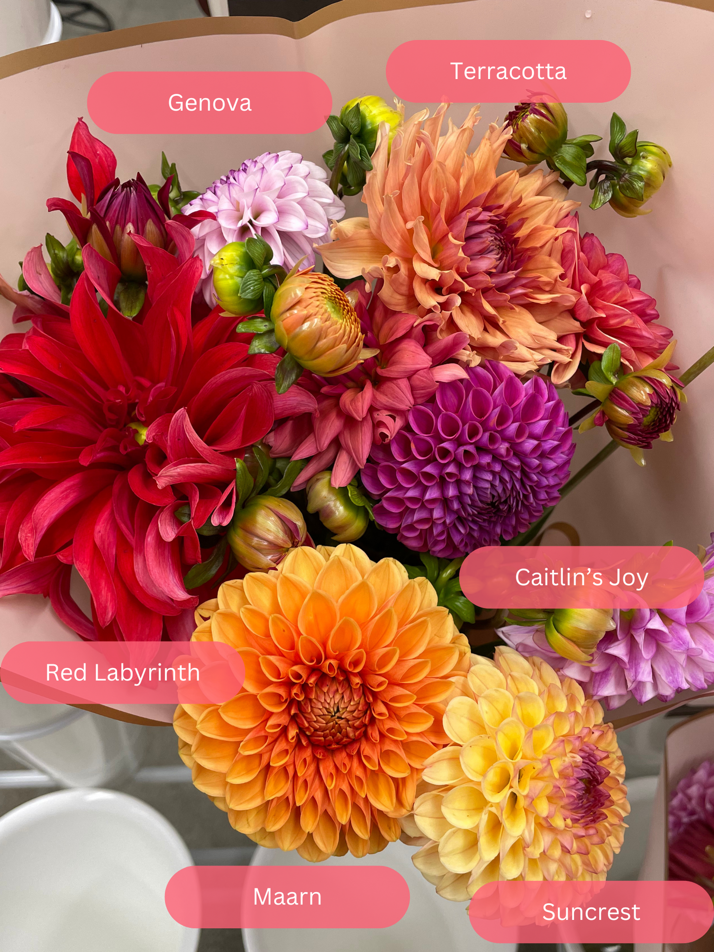 Suncrest Dahlia Tuber
