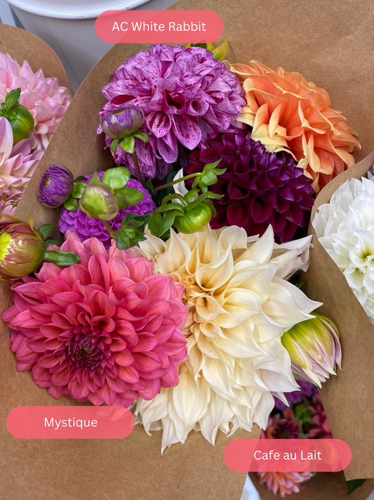 AC White Rabbit Dahlia Tuber