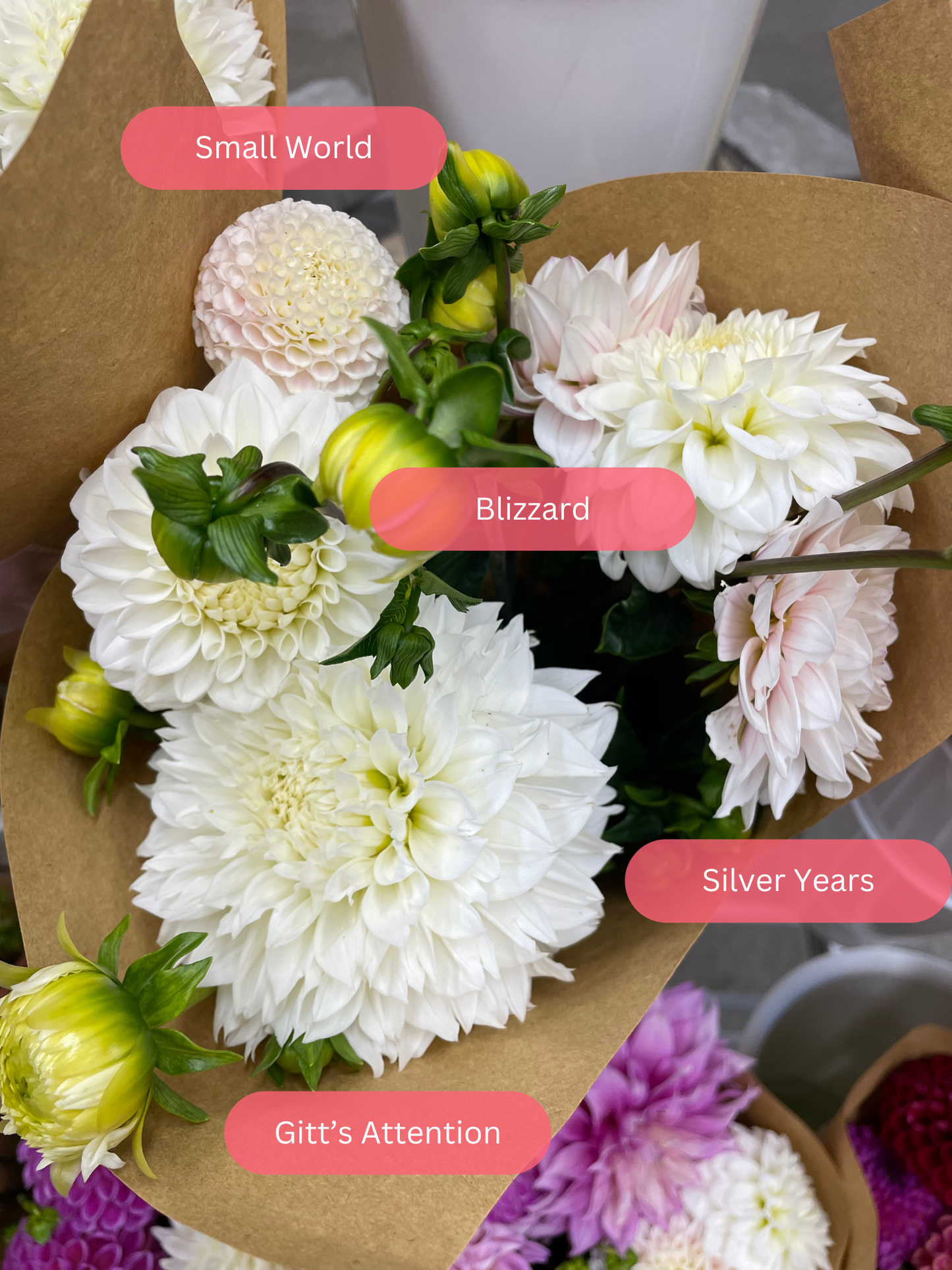 Gitt's Attention Dahlia Tuber