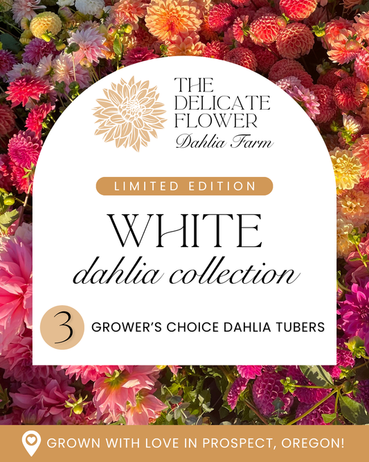 Grower's Choice Dahlia Tuber Collection - White Mix