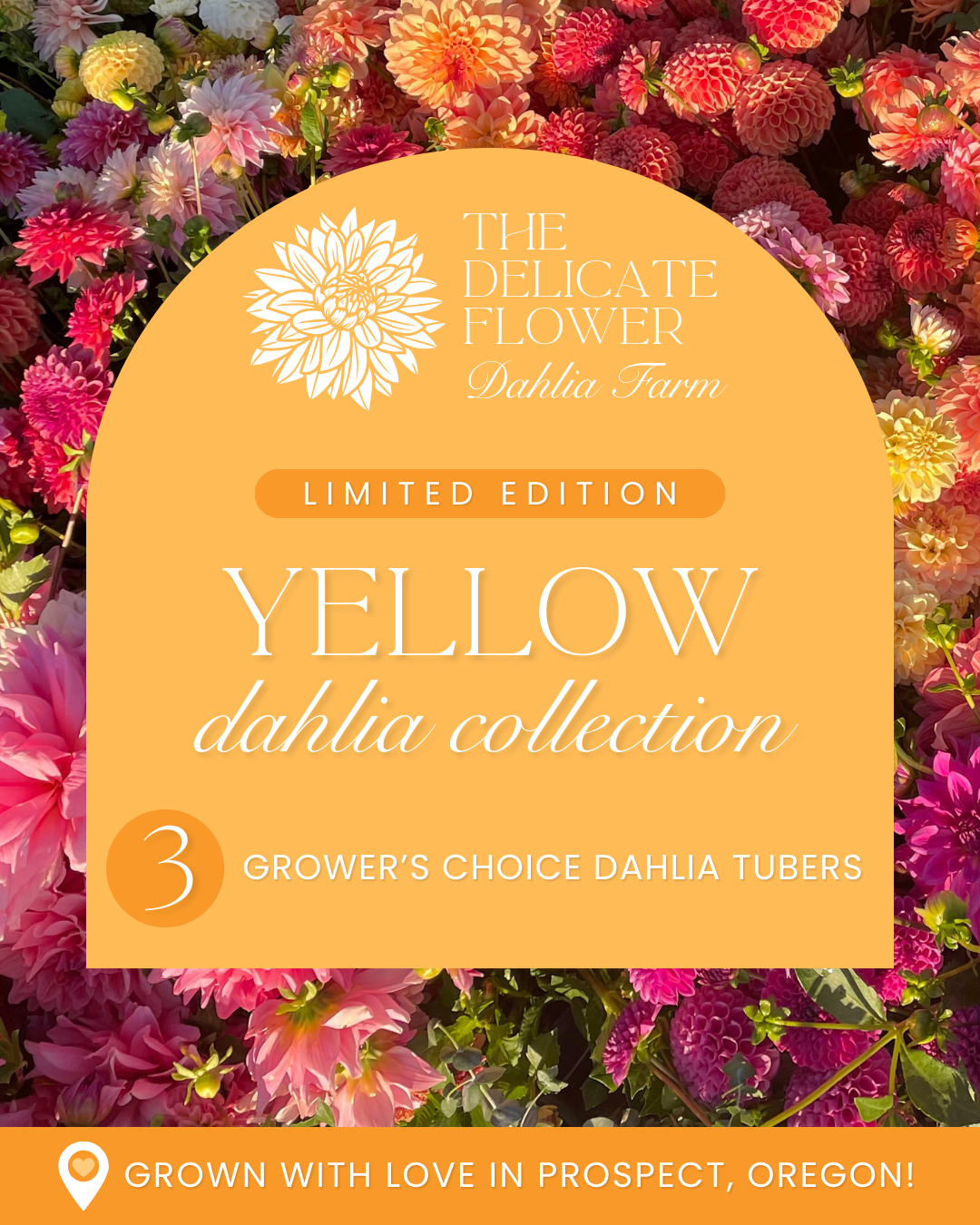 Grower's Choice Dahlia Tuber Collection - Yellow Mix