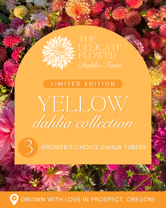 Grower's Choice Dahlia Tuber Collection - Yellow Mix